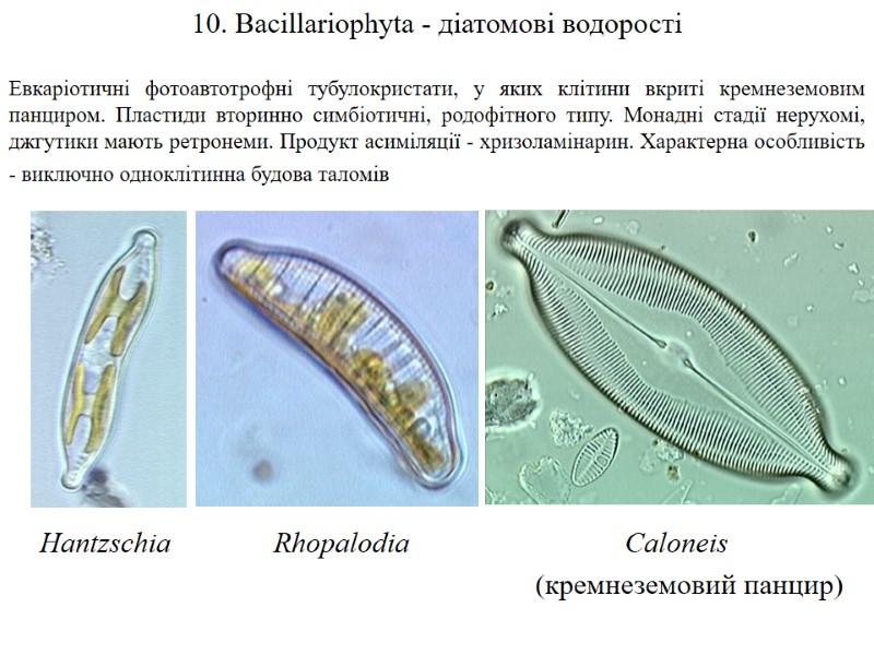 10. Bacillariophyta - діатомові водорості  Евкаріотичні фотоавтотрофні тубулокристати, у яких клітини вкриті кремнеземовим